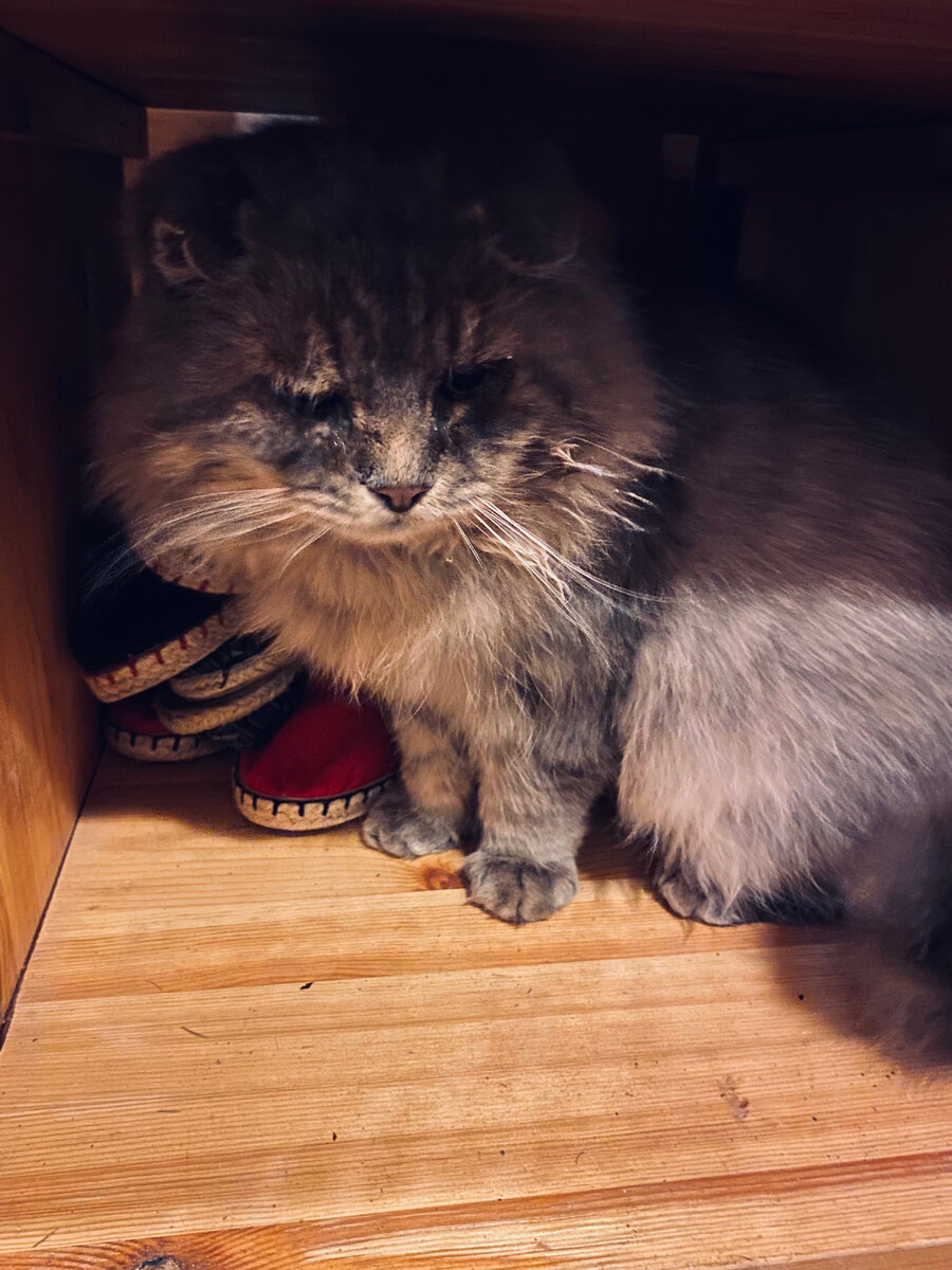 Помощник! Морда грязная, потому что кто-то поленился ее отмыть после творога.