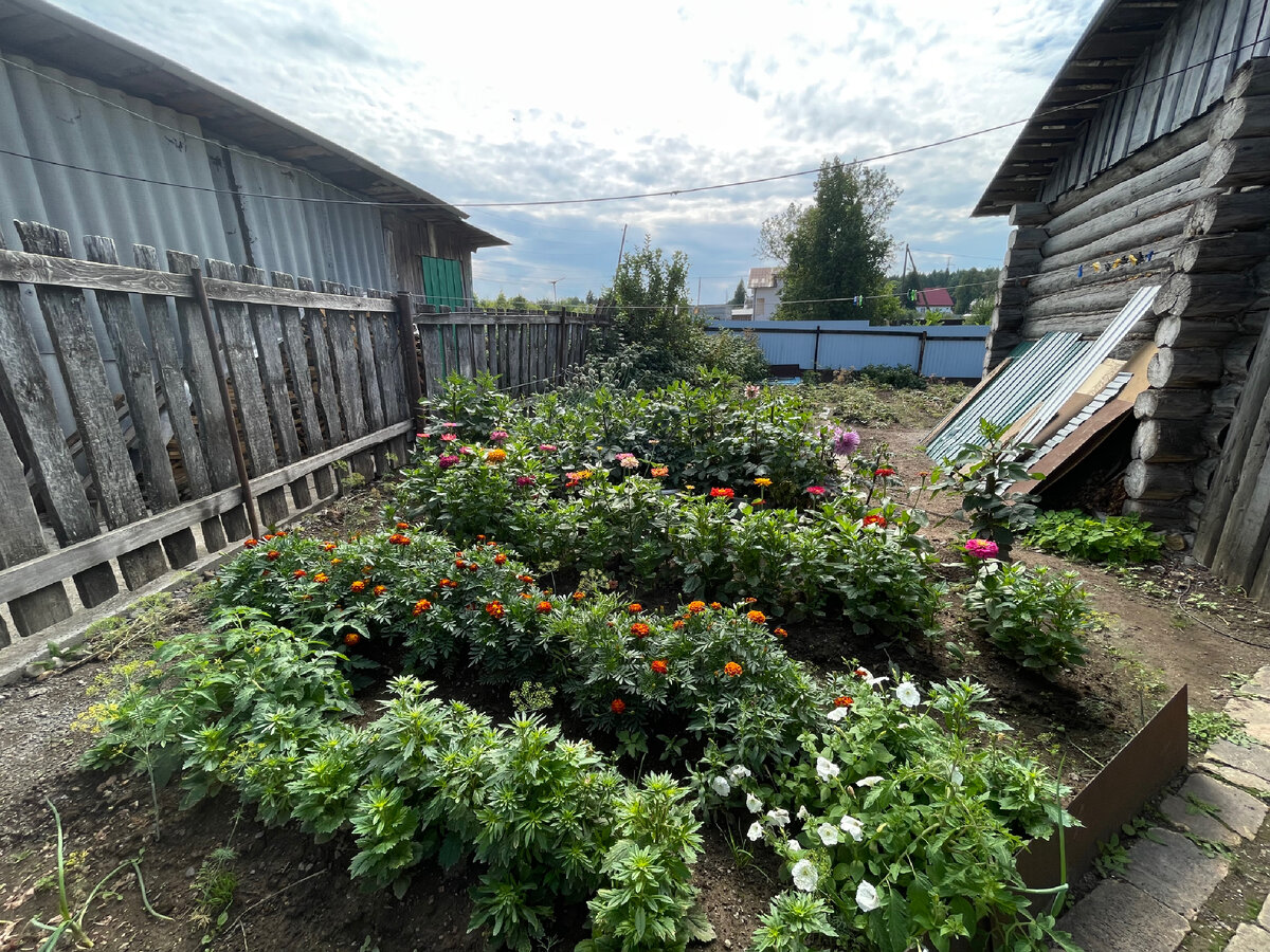 Огород у бабушки