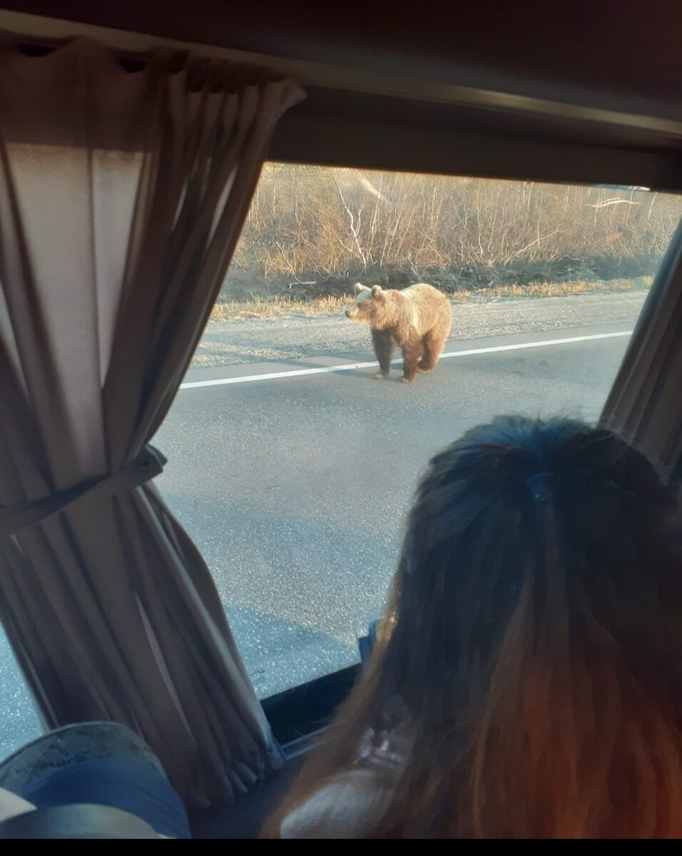 Ходит мишка, красуется. 