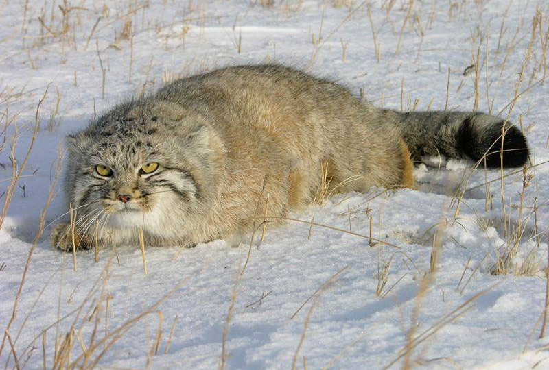 Манул. Отчего суровый шерстяной кот не любит снег, с таким-то мехом