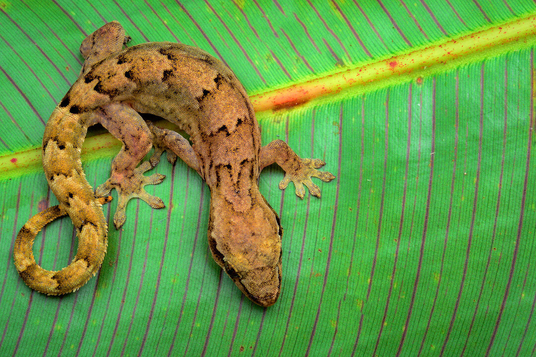 Траурный геккон. Геккон Lepidodactylus. Геккон на Хайнане. Живность на Бали в домах Гекконы.