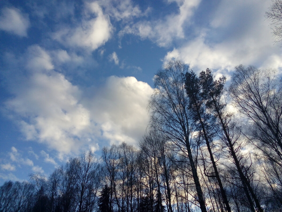 Просто облака и деревья