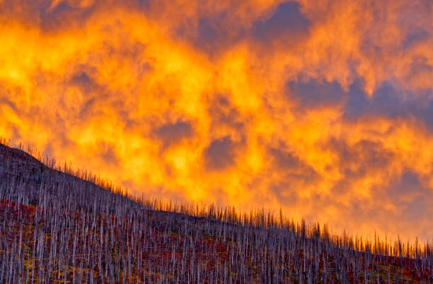          .       , ,   ,      .