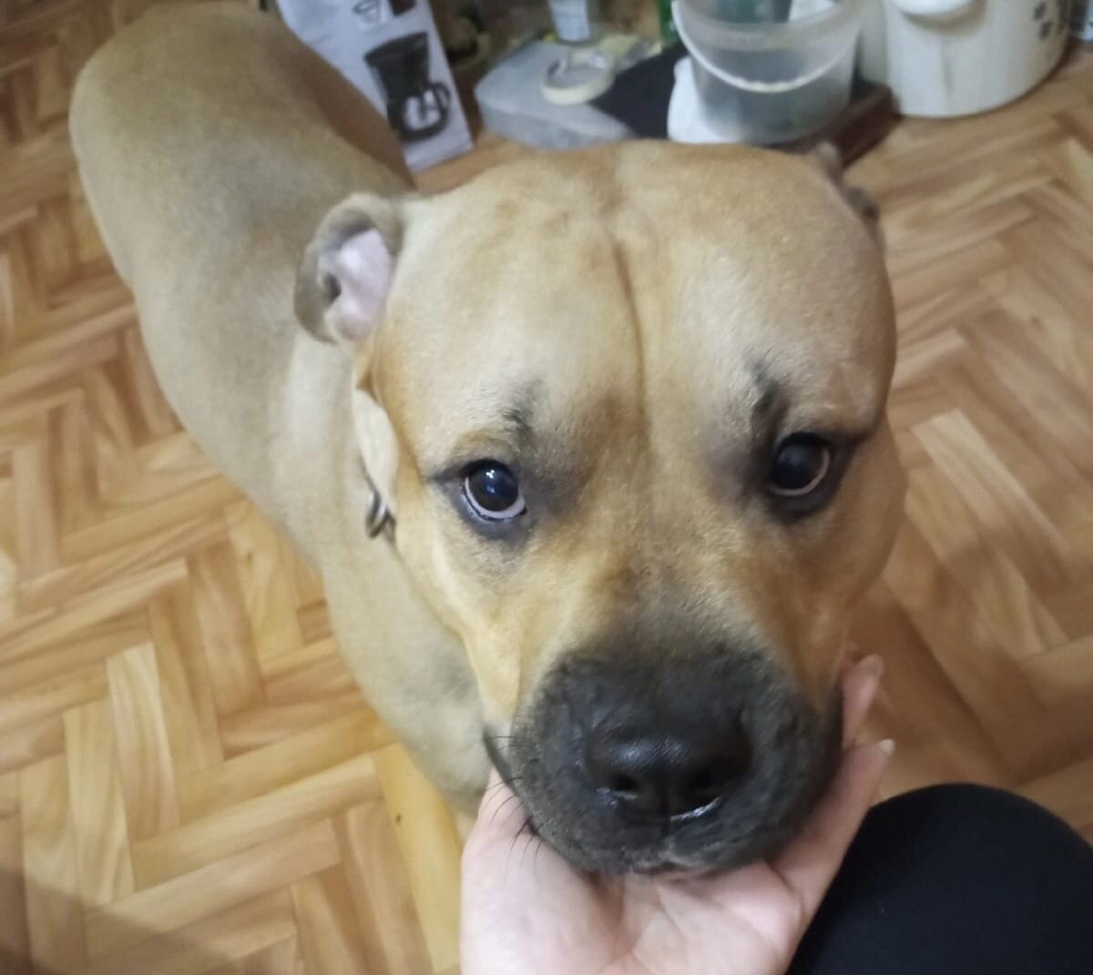 Таким красавцем он был