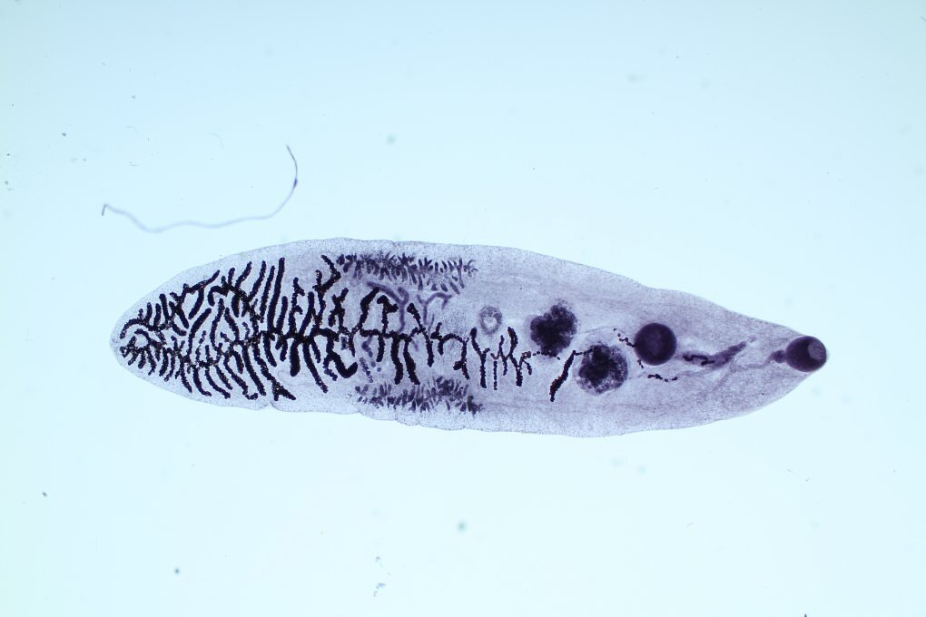 Дикроцелиоз животных. Марита ланцетовидного сосальщика. Ланцетовидный сосальщик (Dicrocoelium lanceatum). Ланцетовидный сосальщик строение.