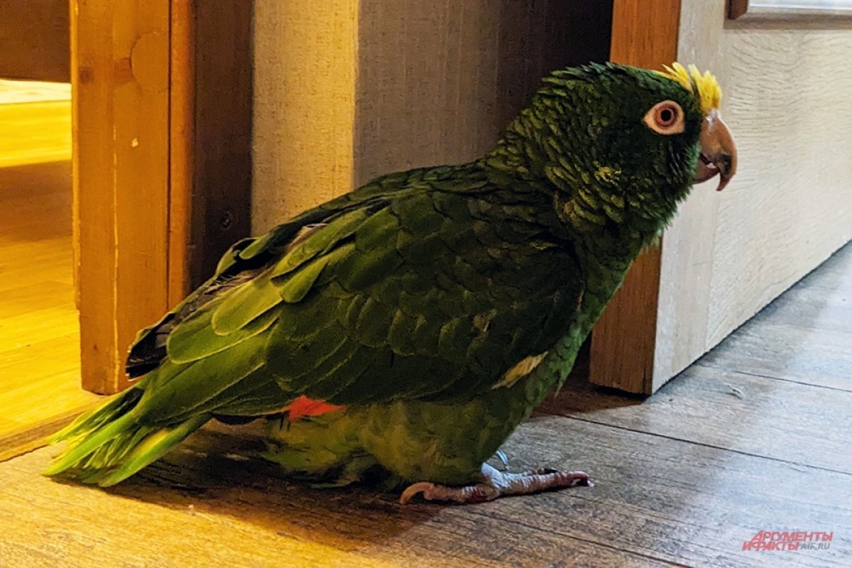    «Всех продаст за сосиску»