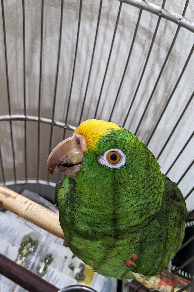 «Всех продаст за сосиску» В столице уже 40 лет живет попугай-нелегал ...