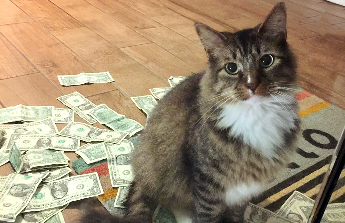 Некуда девать деньги? Лучше отдайте их этой милой кисуне))