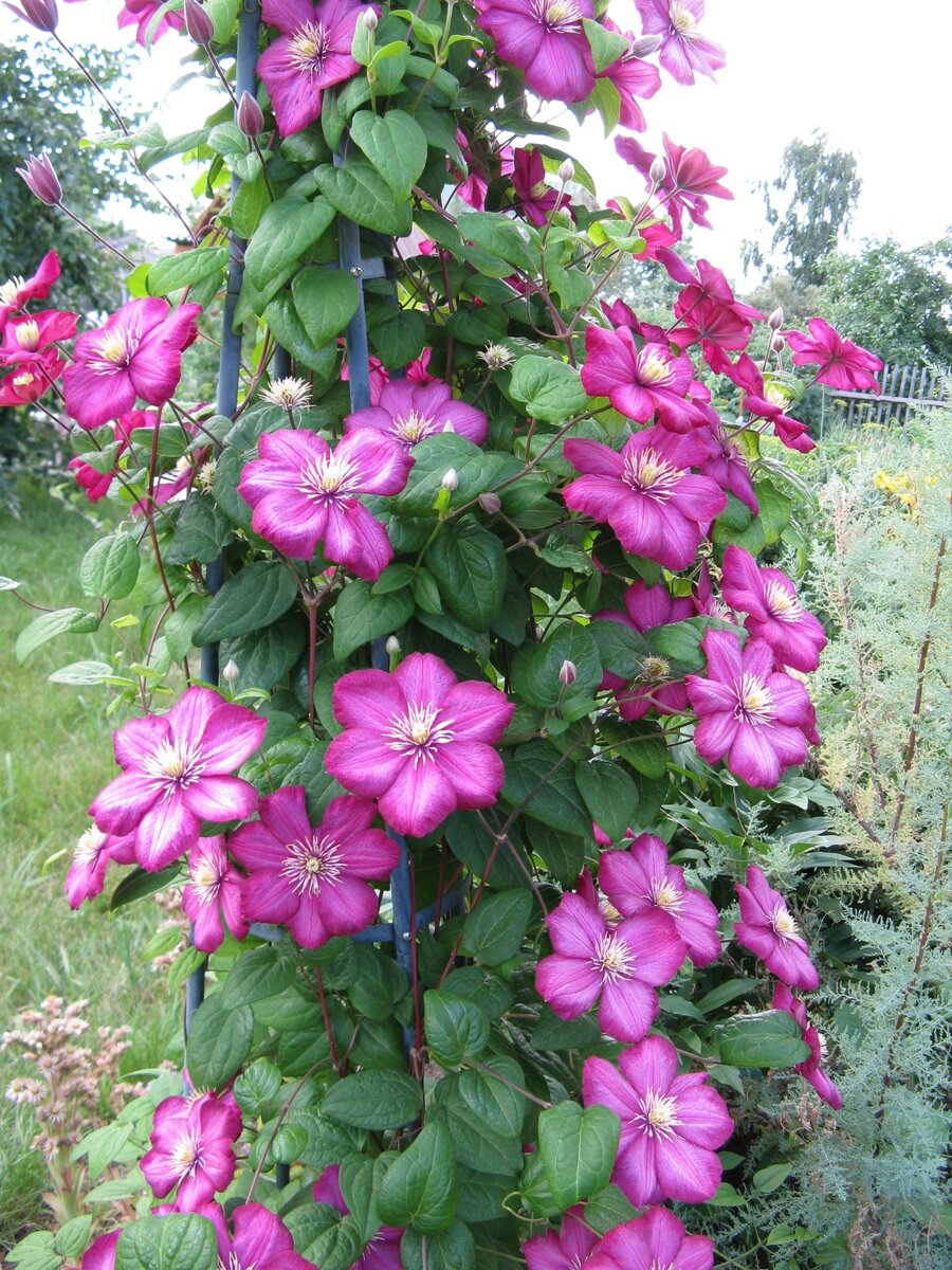 Виль де Лион