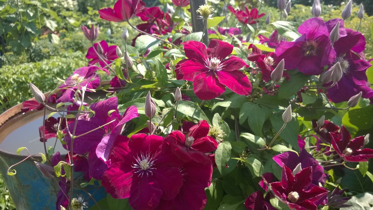 Руж Кардинал