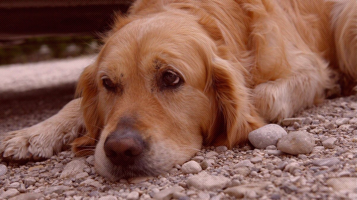    Фото: Global Look Press / Bildverlag Bahnmüller