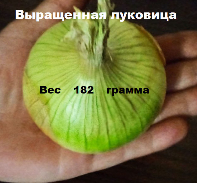Это реальное фото или фотомонтаж?