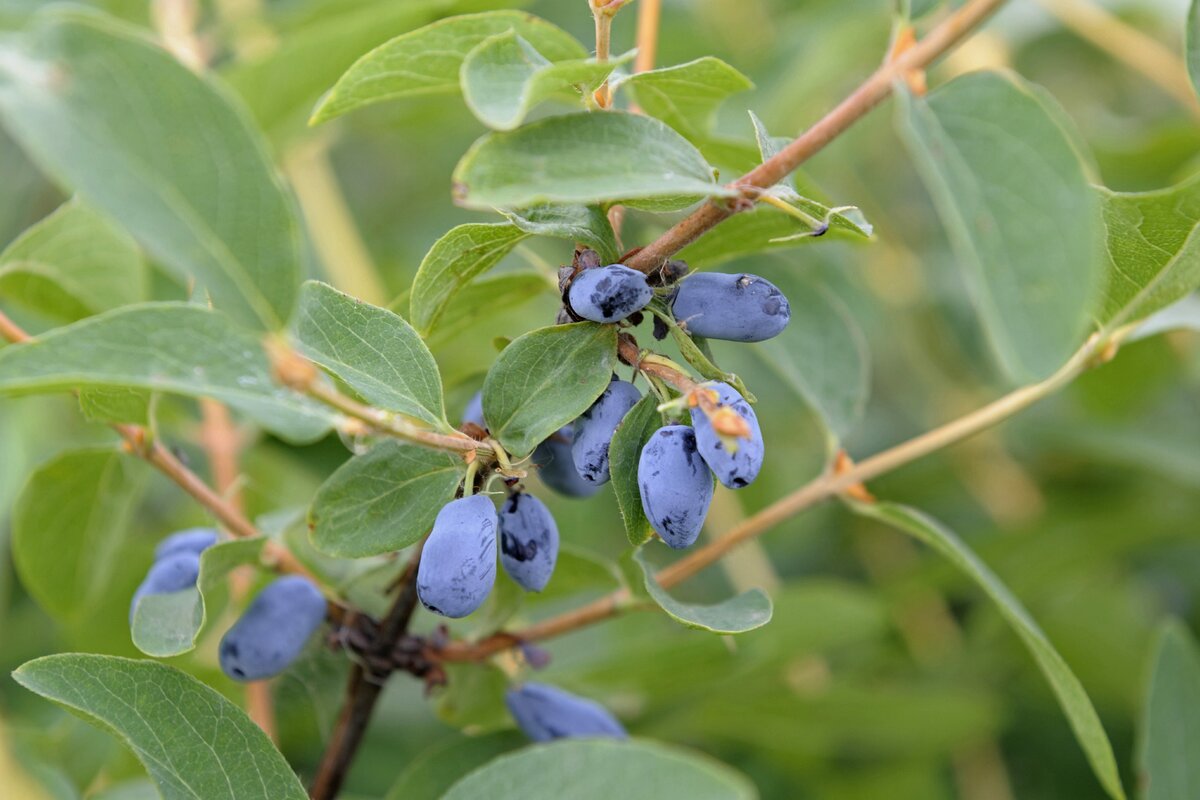     Самая ранняя ягода жимолость: посадка и уход