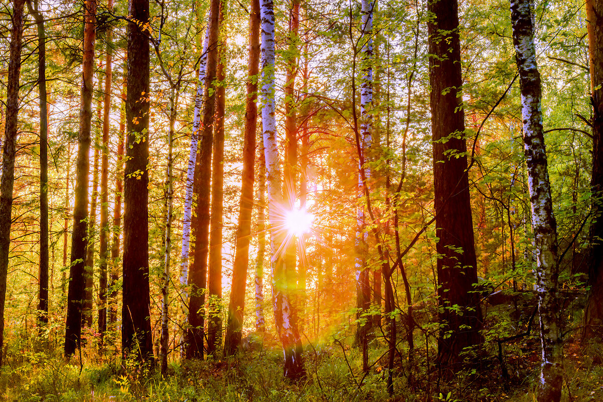 можно снять лес при заре или закате, когда свет становится более мягким и теплым. Это поможет передать ощущение спокойствия и загадочности леса.