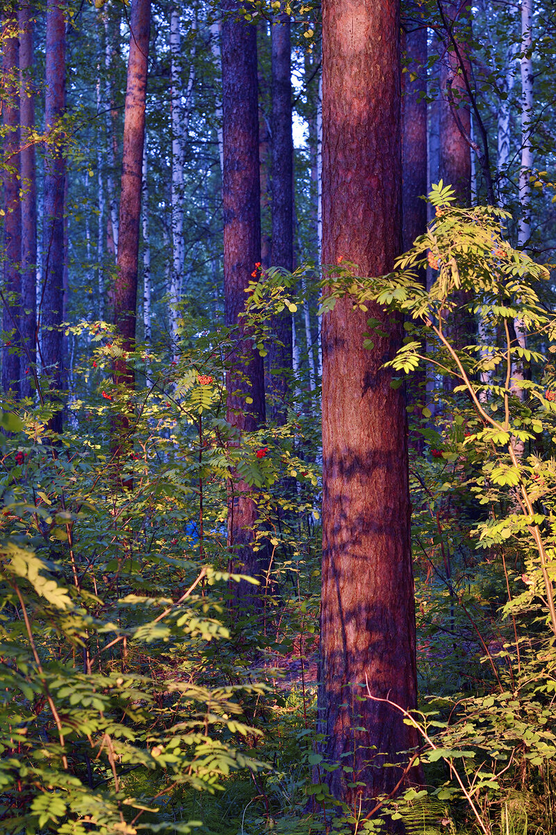 Лес может быть разнообразным по цветовой гамме, от ярких зеленых оттенков до темных бурых тонах.