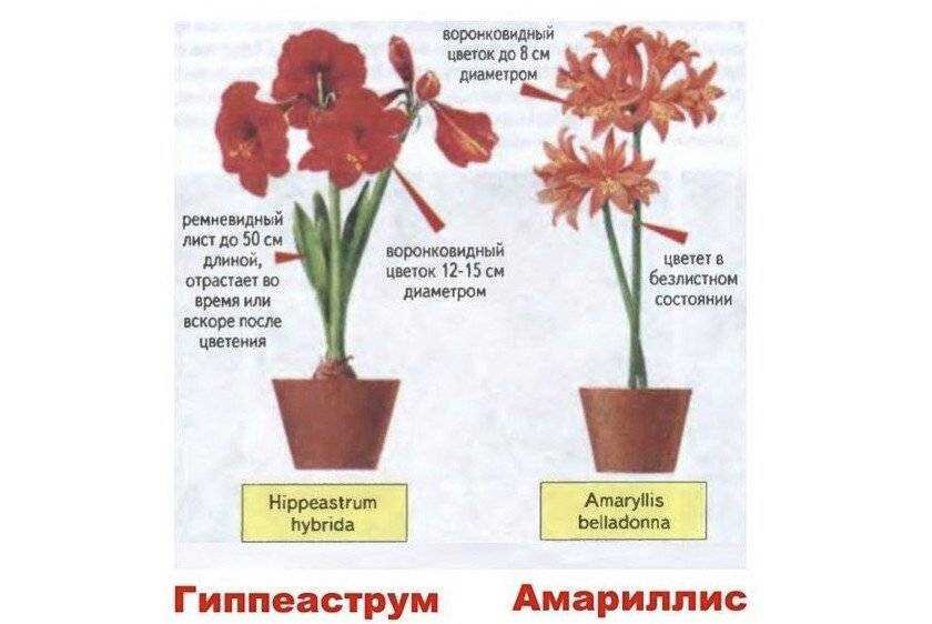 Амариллис — уход в домашних условиях, выращивание и почему не цветет?