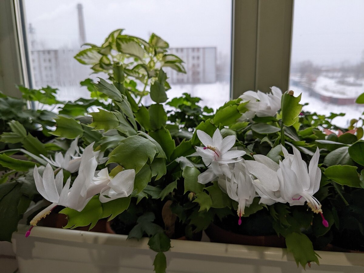 Белый декабрист - один из самых любимых