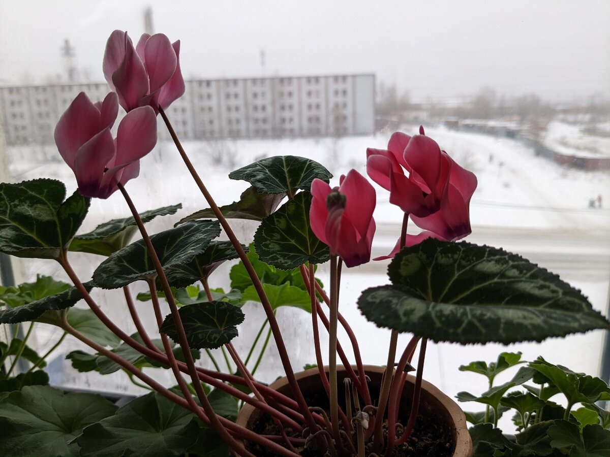 Зимний уют в тёплом доме: подоконник непрерывного цветения с ноября по март  | Грабельки мои! | Дзен