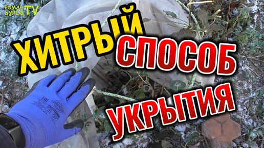 ХИТРЫЙ СПОСОБ УКРЫТИЯ РОЗ В ЗИМУ / КАК УКРЫТЬ РОЗЫ ОСЕНЬЮ / ЗИМНЕЕ УКРЫТИЕ РОЗ / УКРЫТИЕ РОЗ НА ЗИМУ