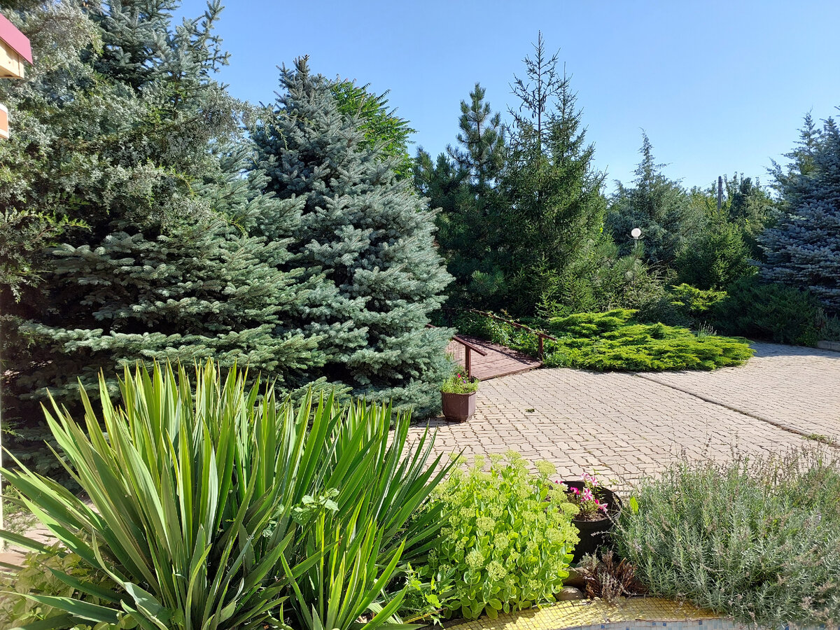 Закрываем забор на участке.Идеи кулисных посадок для маленького сада🌿🌿🌿 ...