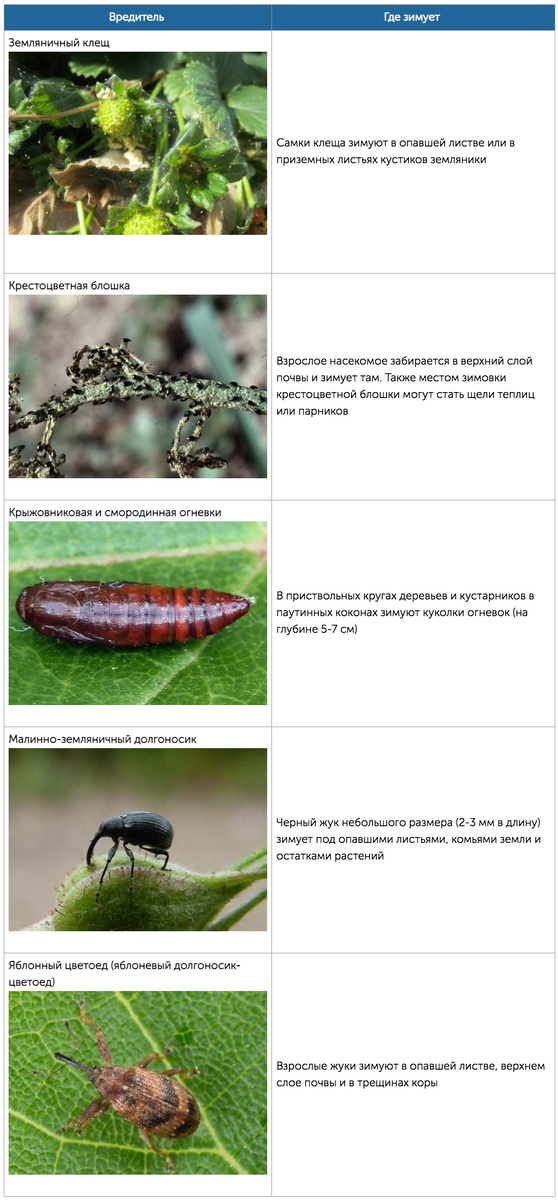 Садовые вредители с описанием, фото и мерами борьбы - Магазин 