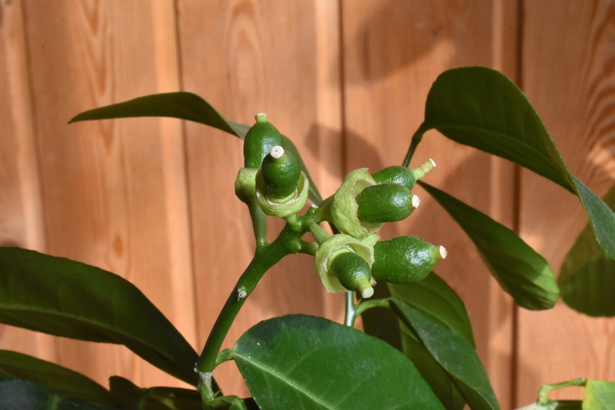    Есть немало экзотических растений, которые можно выращивать в домашних условиях