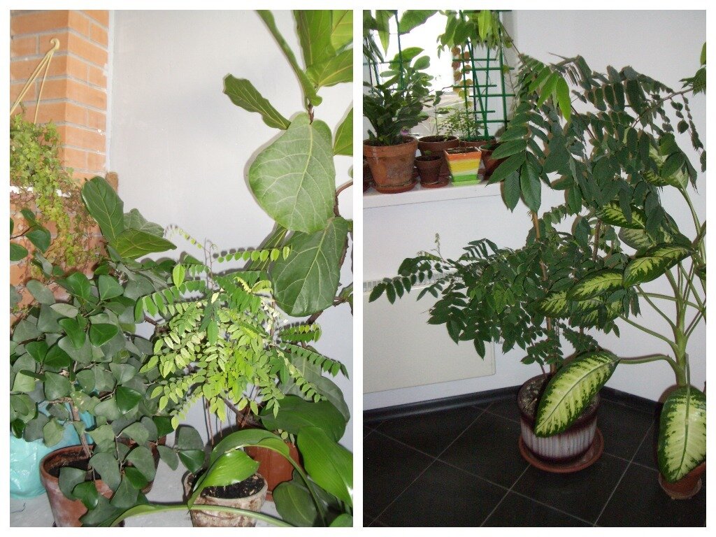    Не стоит отказываться от идеи устроить домашний ботанический сад из семян экзотов. Фото автора