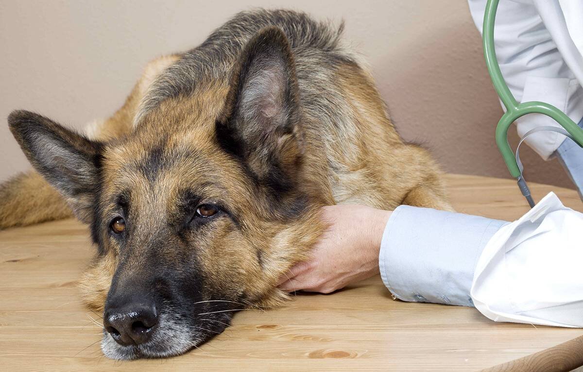 Кровь в моче (гематурия) может говорить о том, что у собаки имеются внутренние повреждения или идет воспалительный процесс.-2