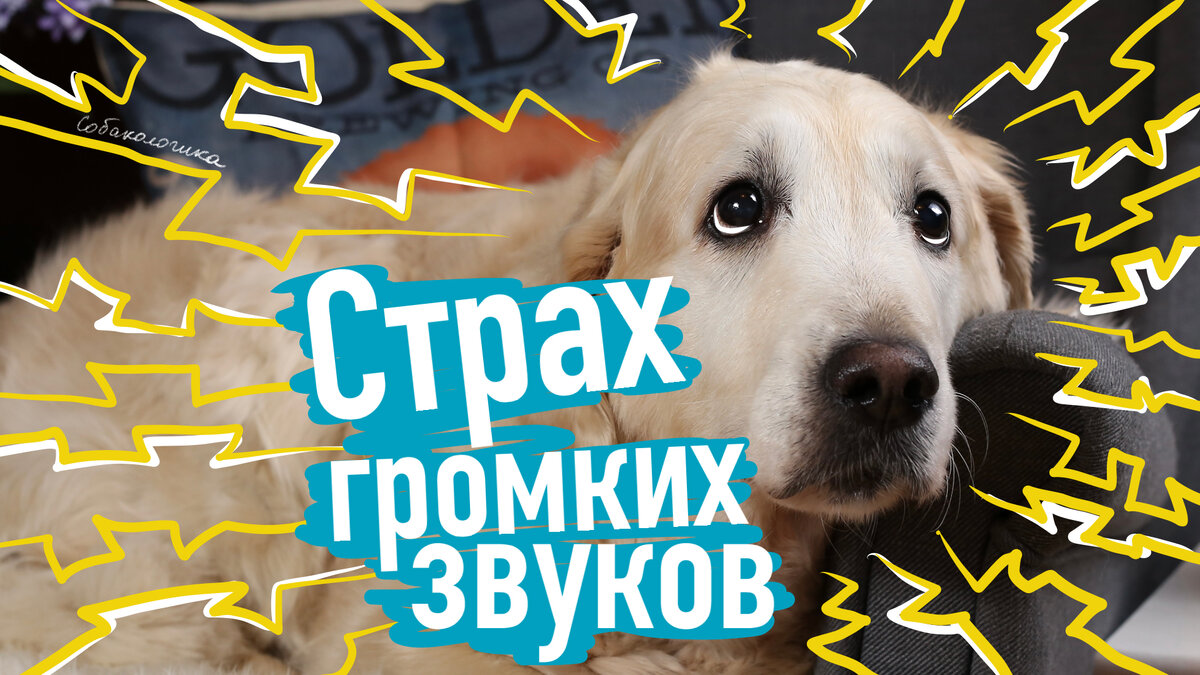 Боязнь громких звуков у собак – частая проблема
