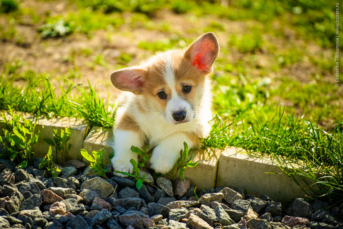 Часто трусость у собак это результат некачественного разведения. Выбирая щенка, обращайте внимание на психику родителей.