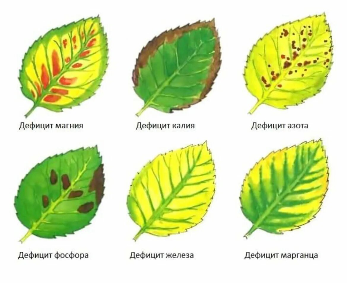 Не хватает фосфора. Хлороз листьев яблони. Хлороз листьев розы. Хлороз черешни. Хлороз определитель.