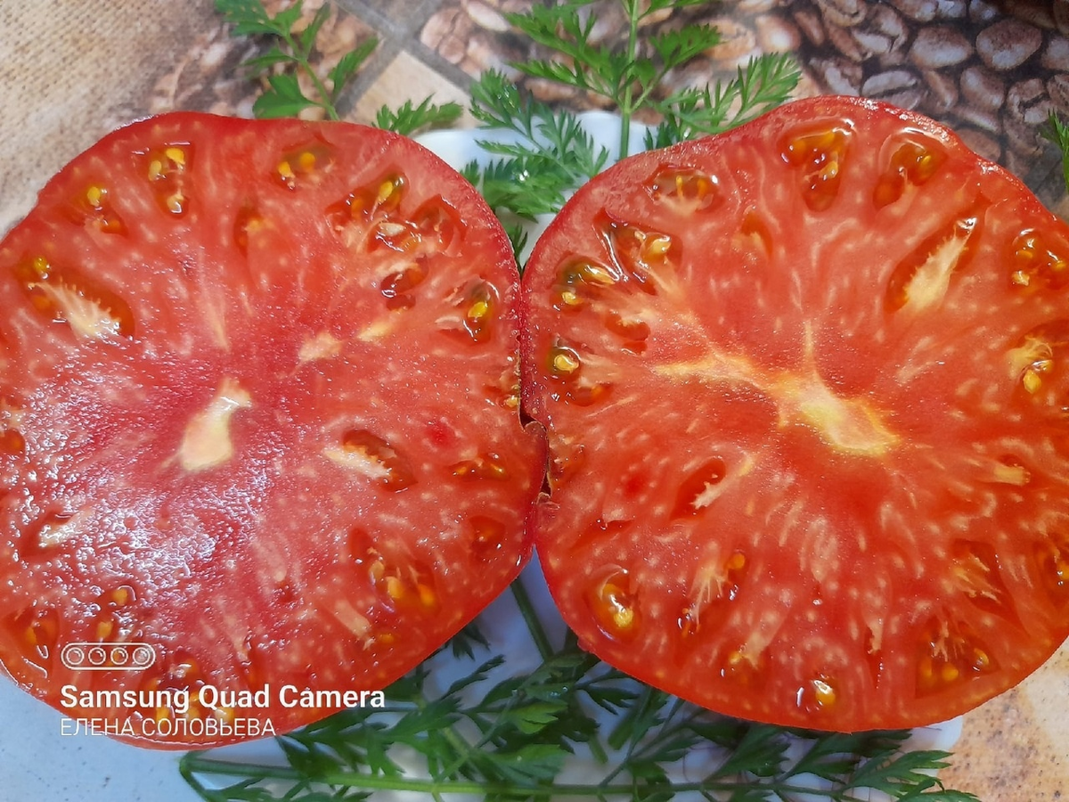 Дачная жизнь. Томат Бабушкин секрет.