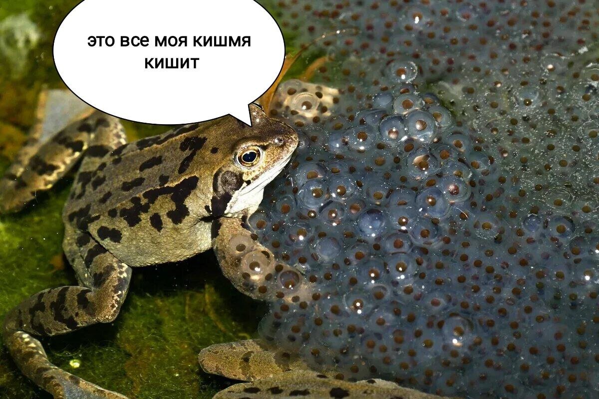     "Кишеть" или "кишить"? Что общего у этого глагола со словом "киснуть"?