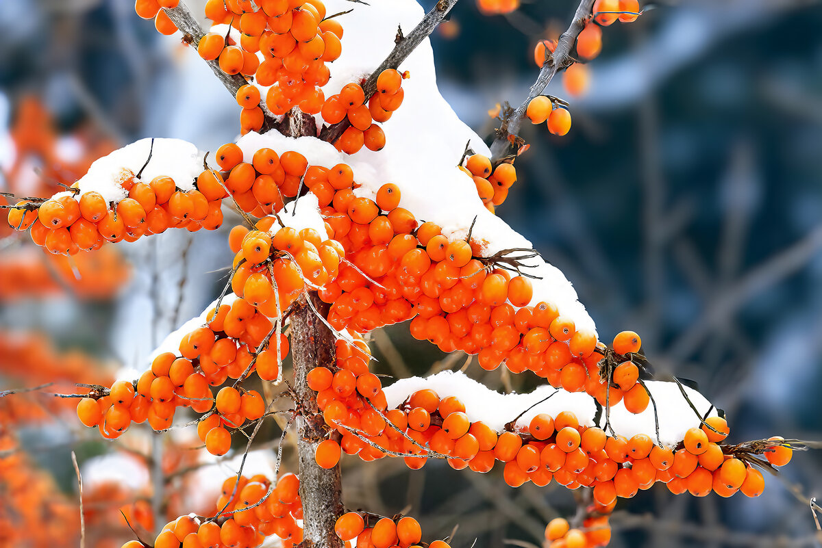 использование ярких цветовых акцентов может помочь придать вашим фотографиям особую живость и настроение. Попробуйте сфотографировать красные ягоды на снежном фоне или яркий зимний аксессуар, чтобы добавить яркости в кадр.