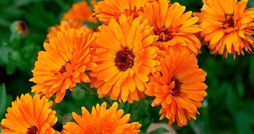 Календула — красота и польза в саду и огороде