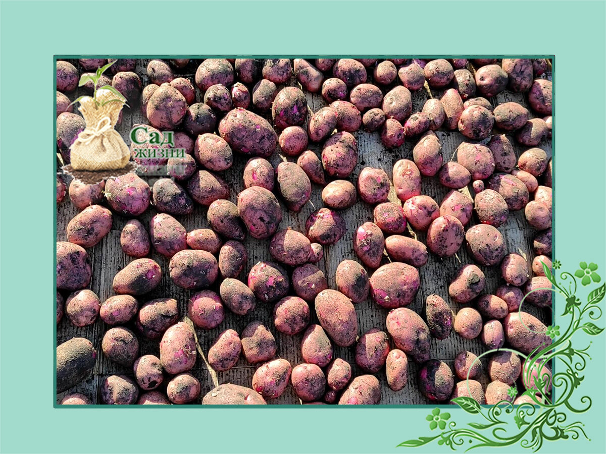 Картофель сорта "Аляска"