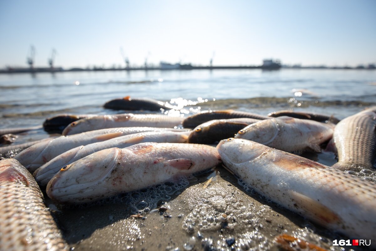 Фото с сайта: http://static.ngs.ru/news/99/preview