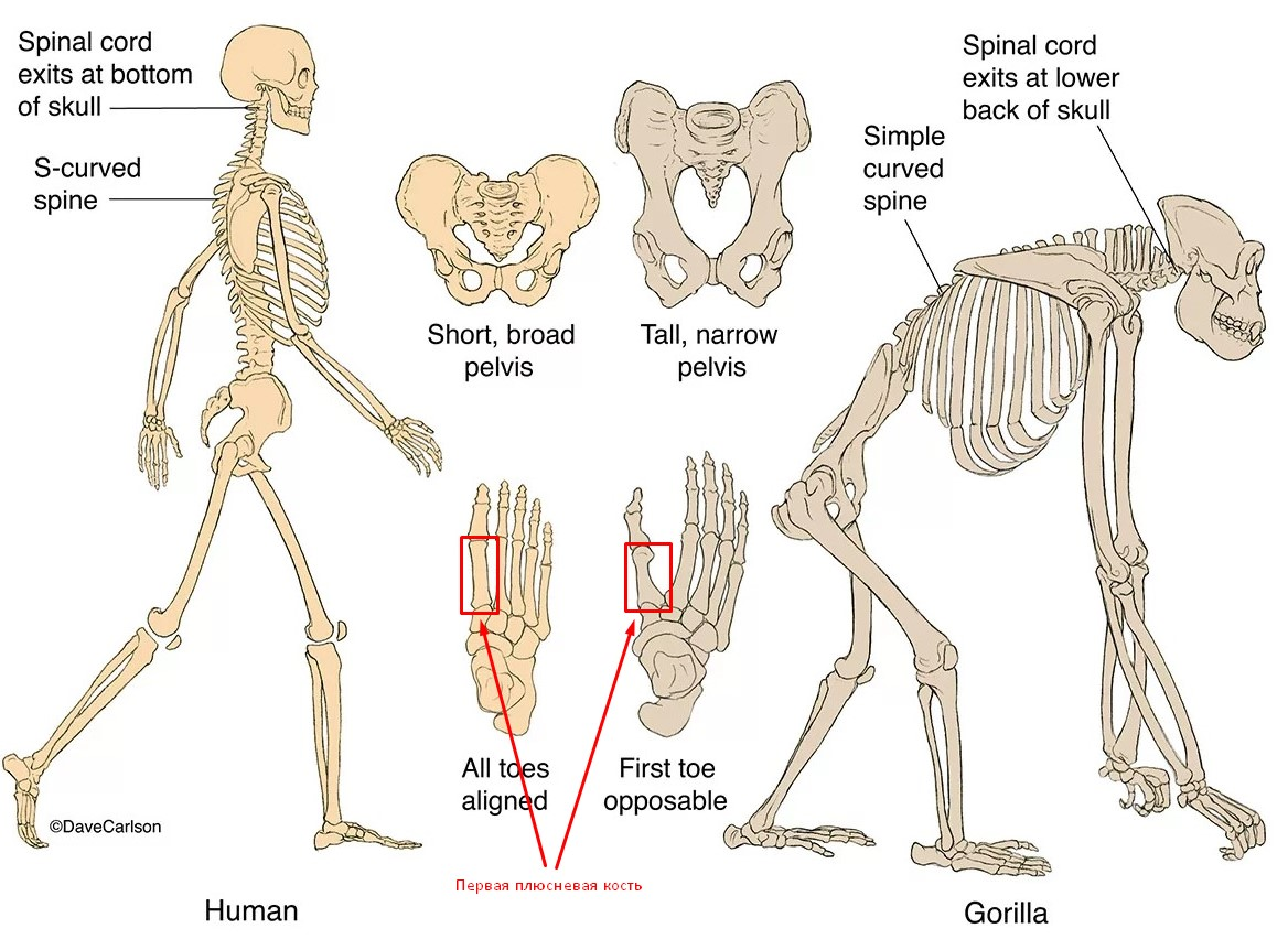 Строение скелета человека и человекообразных обезьян. Строение скелета гориллы и человека. Скелет человека и скелет гориллы.