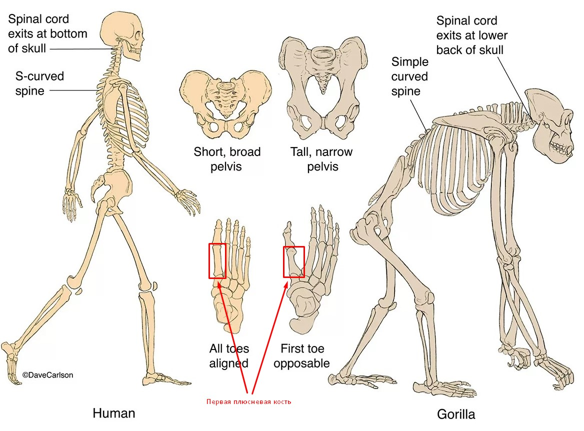 Отличие человека от животного скелет