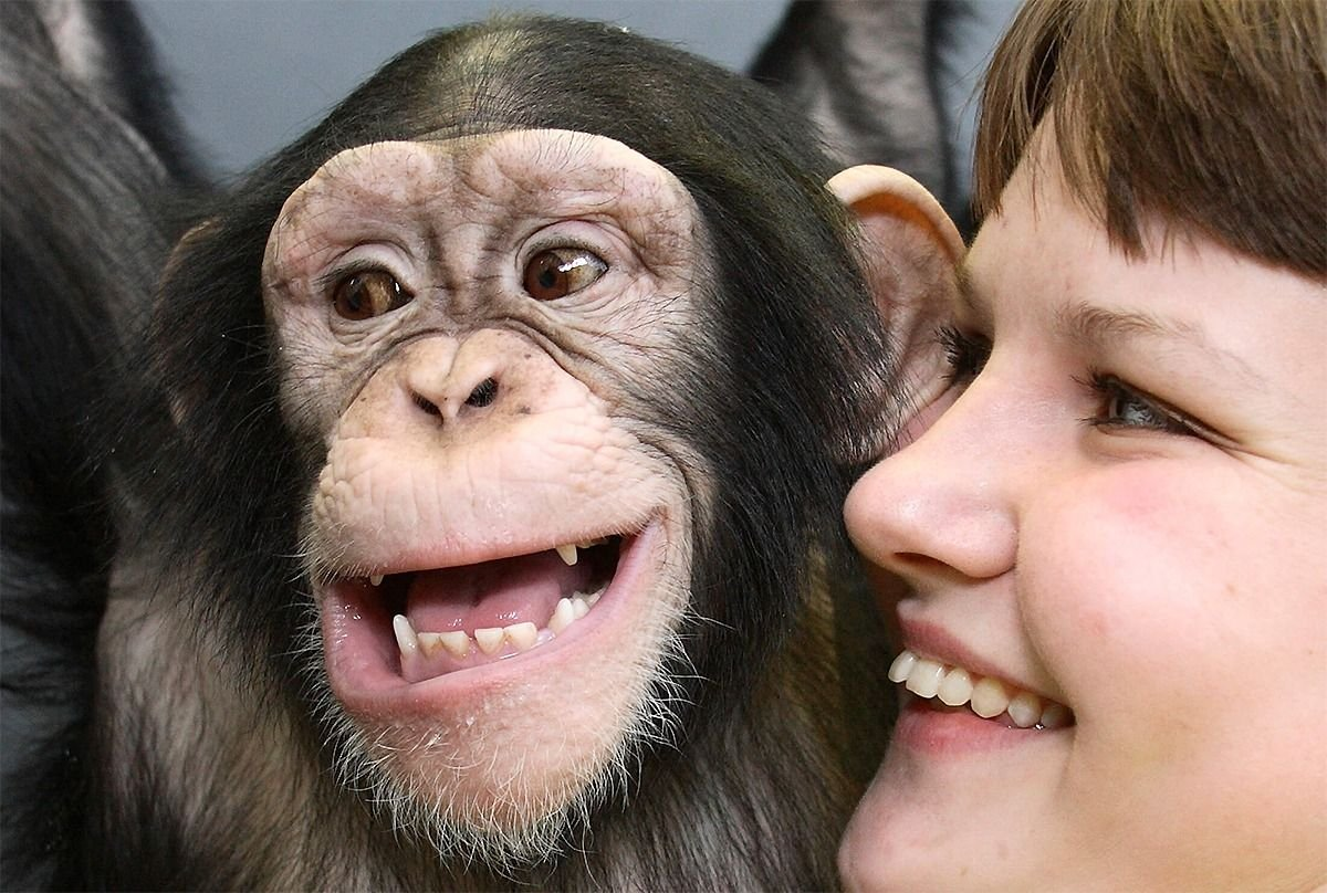 От улыбки обезьяна подавилася бананом. Шимпанзе и человек. Обезьяна улыбается. Животные смеются. Обезьяна смеется.