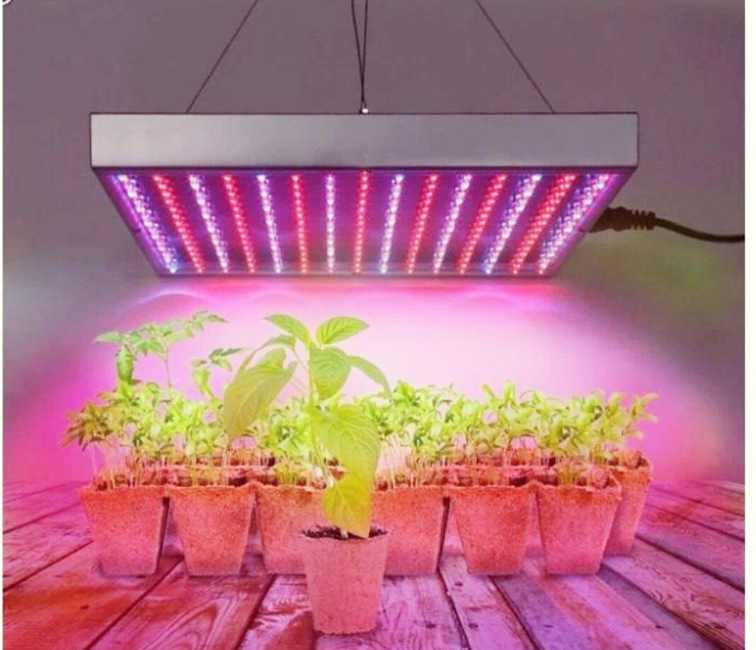 Какой свет лучше для рассады в домашних. Агролюкс лампа светодиодная для растений. Фитолампа светодиодная д/растений е27 5вт 24шт bioгрядка. Фитолампа ip65. Фитолампа Эра-14w.