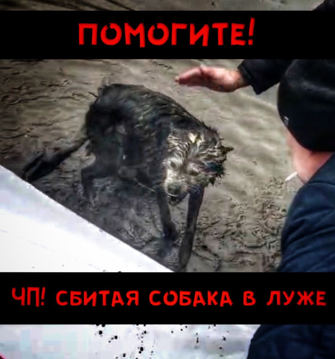 Хаски ПОПАЛА В БЕДУ! ПОМОГИТЕ ДЕВОЧКЕ!