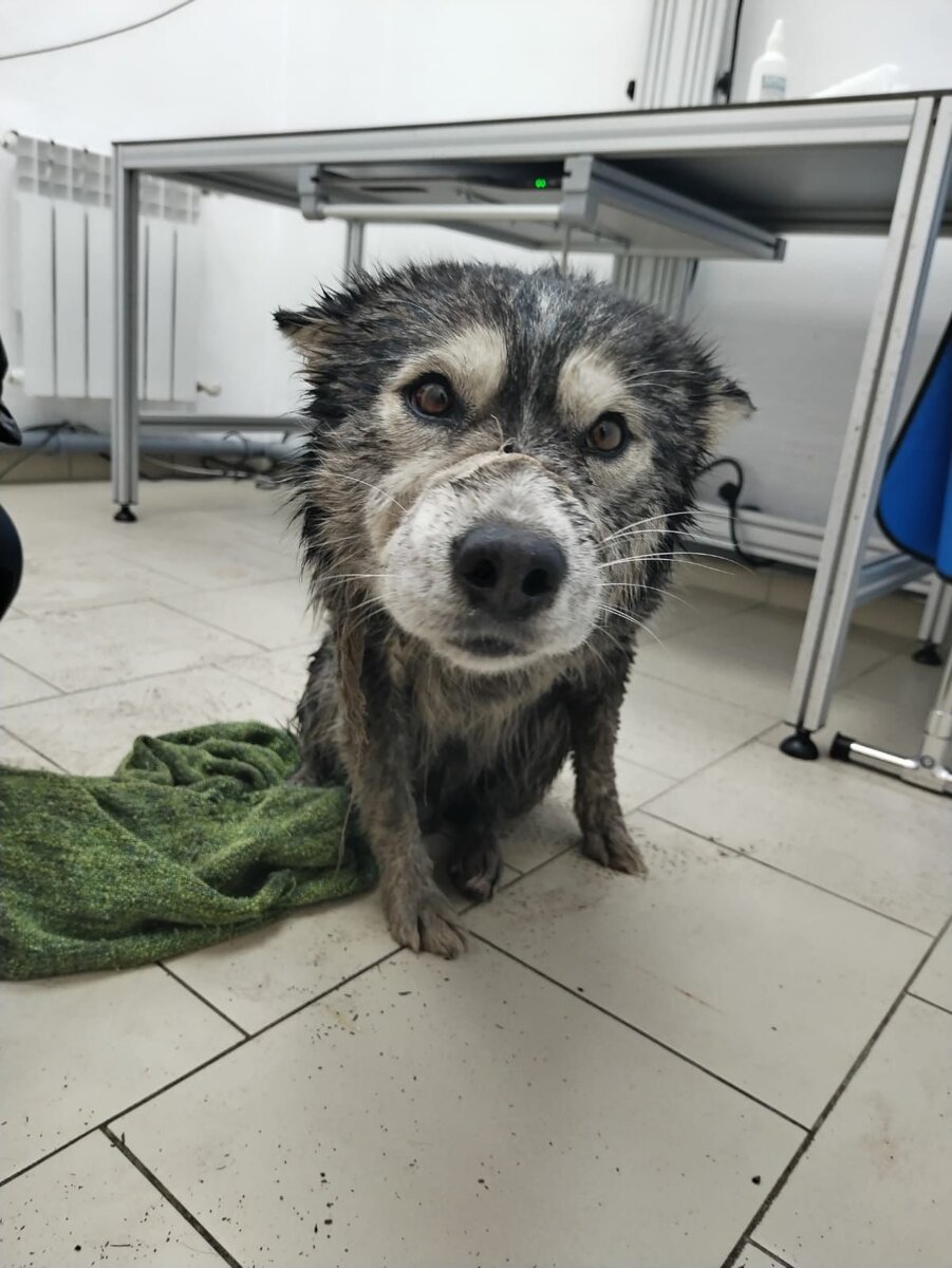 С лап течет кро**вь, собаке нужна помощь!