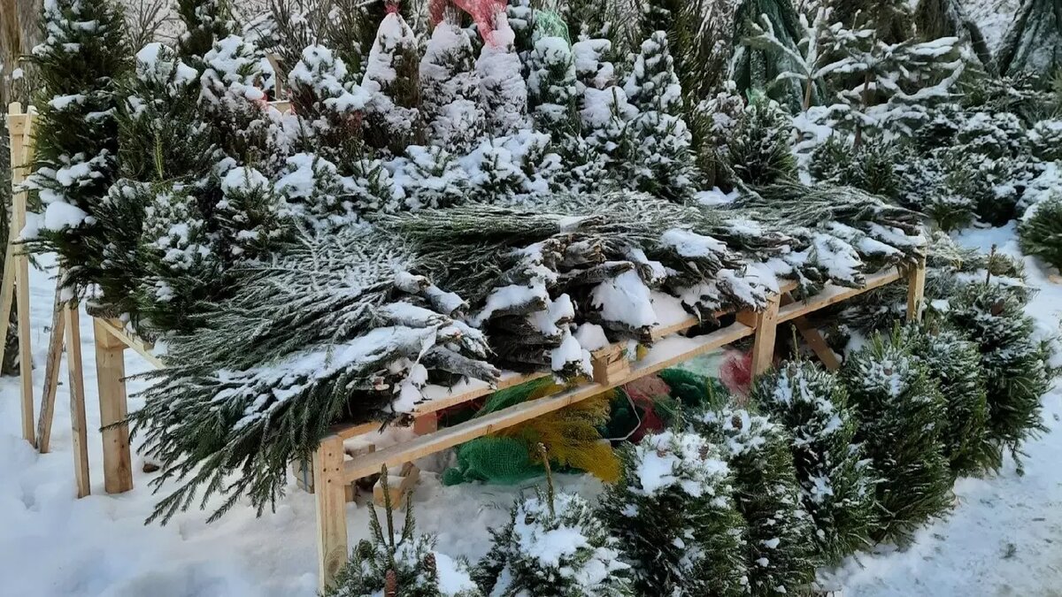     Елочные базары откроются в Нижнем Новгороде во второй половине декабря в этом году. Их точные адреса пока неизвестны, сообщили NewsNN в городском департаменте развития предпринимательства и инвестиций.