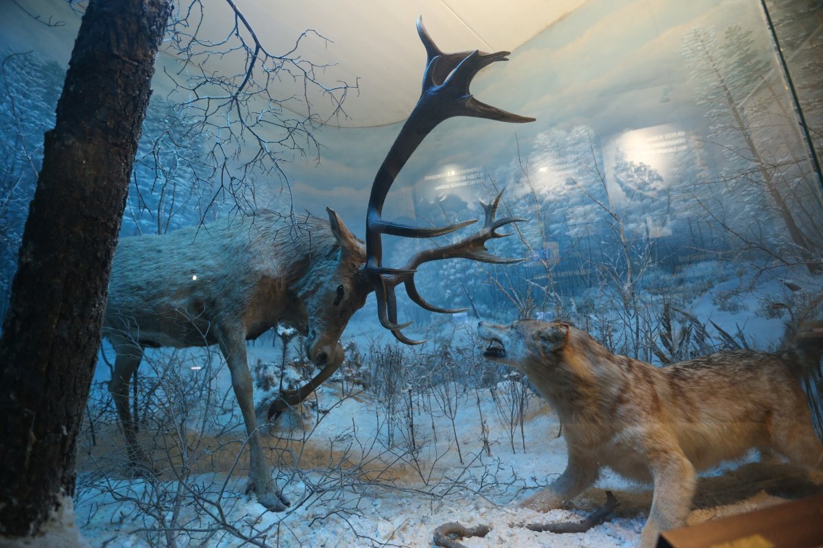    С 1 декабря экскурсионные объекты Воронежского заповедника закрываются