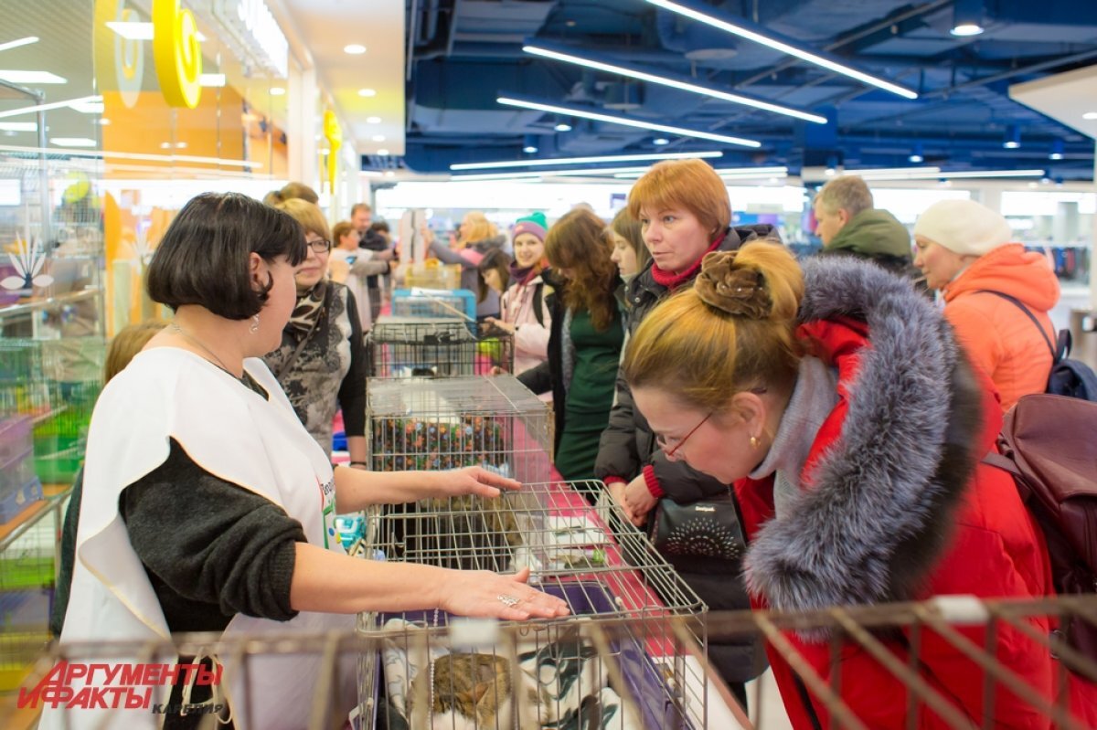 В Стерлитамаке выставку кошек планировали проводить 33 дня | АиФ – Уфа |  Дзен