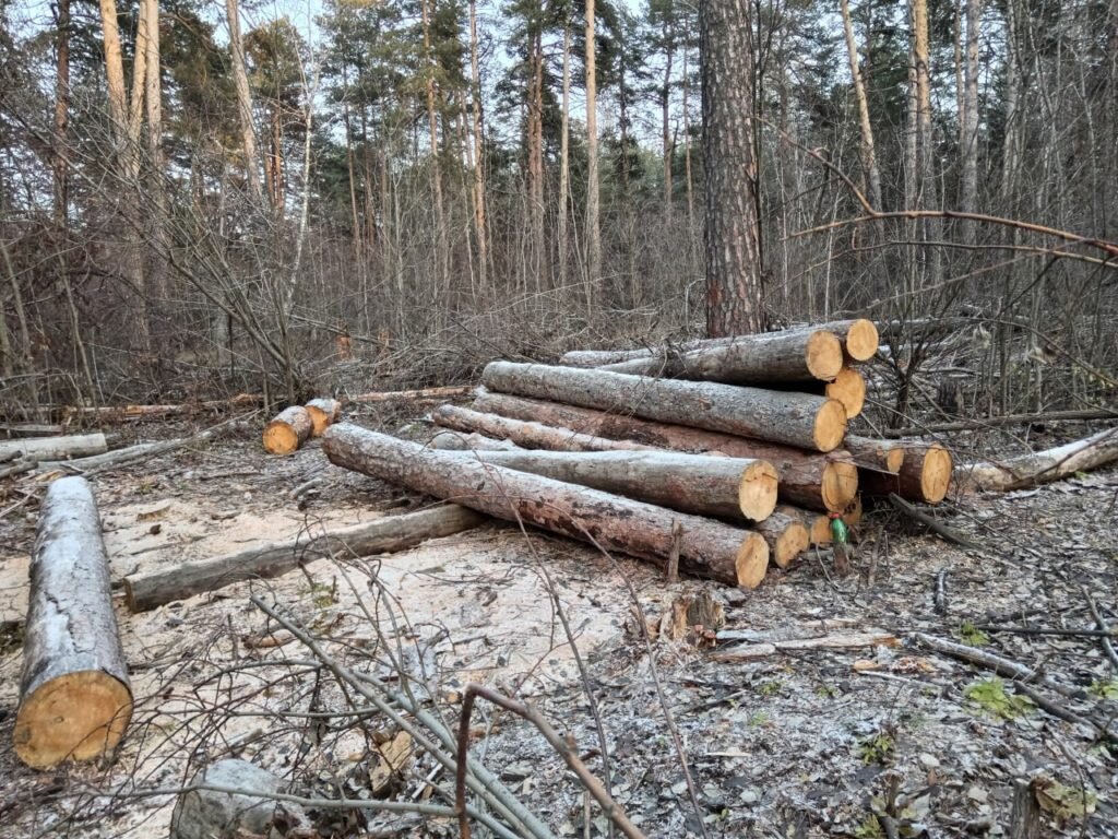 Вырубка в перми. Рубка новое слово. Колун chopper1 axe. Рубка деревьев. Рубка новое слово.