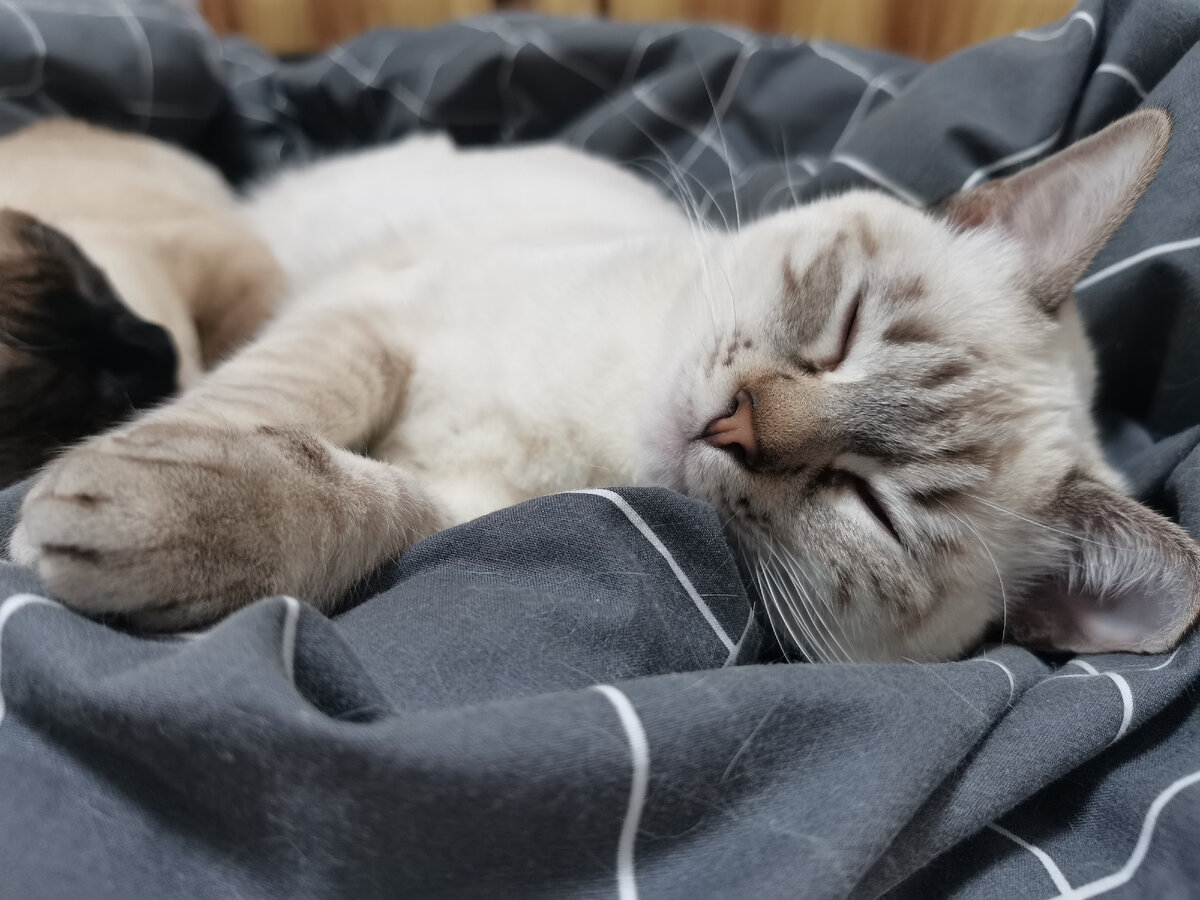 Обеспечьте питание и гигиену