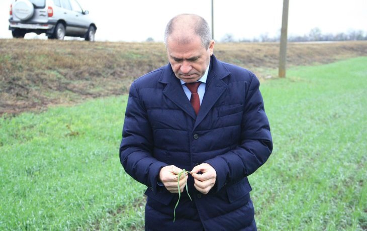    На 40 тысяч га перевыполнили план озимого сева донские аграрии: перезимовка ожидается успешной
