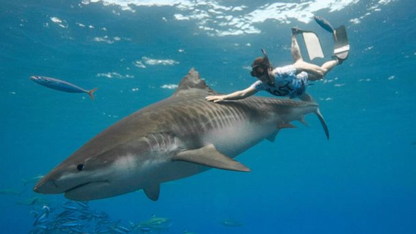 — Когда их котики царапают руки, они их всё равно любят! А мне стоило всего одну руку съесть, и меня все сразу ненавидят! — Ничего, они просто тебя плохо знают! 